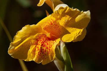Fototapeta premium Canna lily flower.