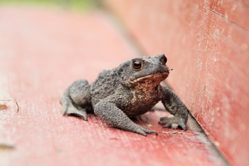 Frog sitting on wooden desk