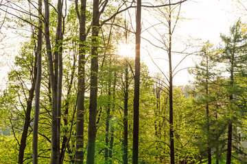 summer nature. sunlight in trees of green forest