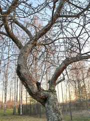 apple tree curve in spring