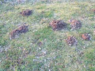 life activity of earth moles