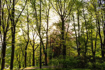 Fototapeta na wymiar summer nature. sunlight in trees of green forest