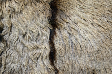 Donkey skin or fur