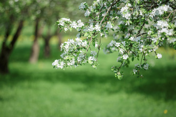 spring green blossom tree