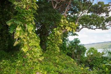 Thickets of climbing plants and trees. Dominican Republic, the tropical island of Cayo Levantado