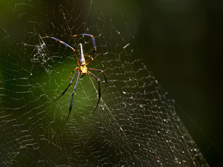 Spider on the Cobweb in green background