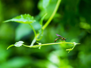 Paper Wasp on the tree branch