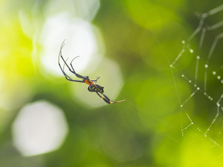 Spider on the Cobweb in green background