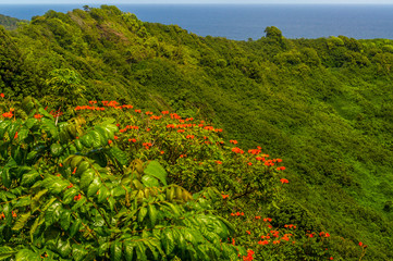African Parrot Tree Maui Landscape © Matt