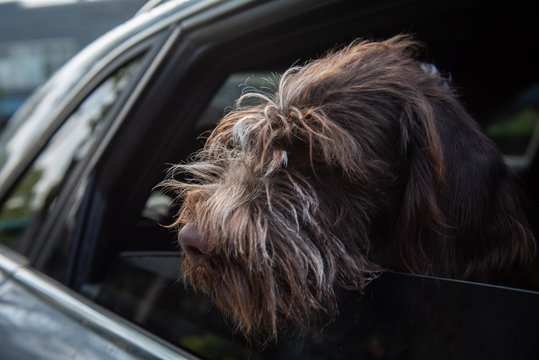 Louie the German wirehaired pointer looks out the car window on the way to the dog park.