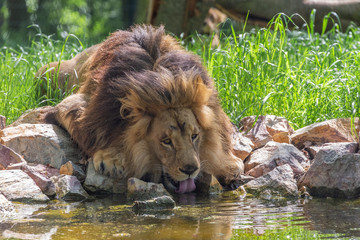 Southwest African lion or Katanga lion, Panthera leo bleyenberghi drinking water
