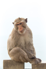 Monkey of portrait isolated white background.