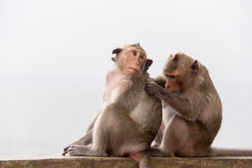Naklejka premium Monkey couple sitting on the concrete and passionate, feeling in love.
