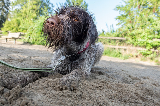 Louie the German wirehaired pointer is soaked, sandy and ready to run...