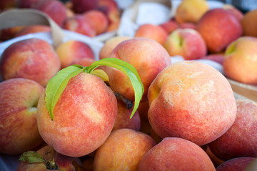 Peach 
