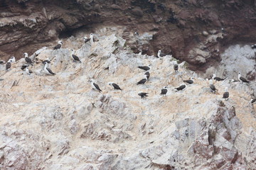 Ballestas Islands, Perù