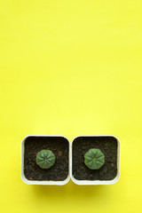 Flat lay of cactus plants in the pot
