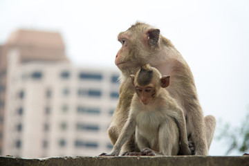 Naklejka premium baby monkey and mother monkey sitting on the concrete or cement.