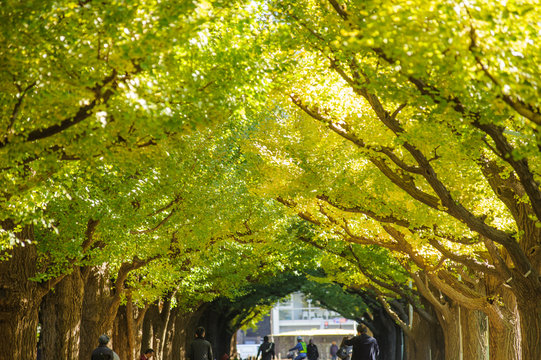Beautiful autumn background, Ginkyo trees in meiji jingu shirine park japan