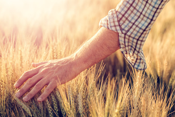Male farmer touching wheat crop ears in field © Bits and Splits