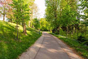 Obraz premium Bright green forest natural walkway in sunny day light. Sunshine forest trees. Sun through vivid green forest.