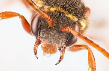 Cuckoo Bee, Nomada, Bee