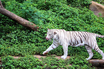 White tiger walking in the forest along the stream.