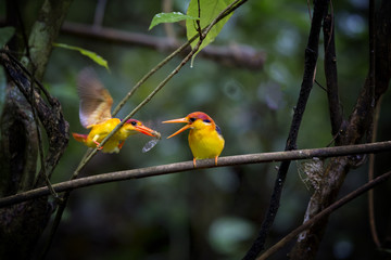 Black-backed Kingfisher bird in Kaeng Krachan National Park Thailand.