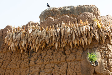 corn in village in Burkina Faso