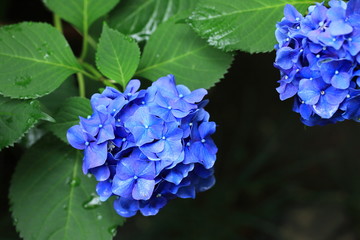 紫陽花　