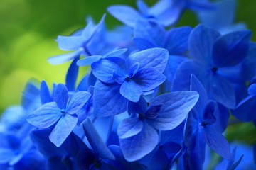 紫陽花　