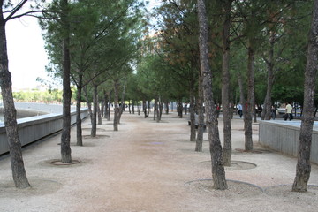 Bosque de Pinos