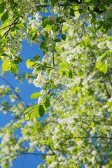 White blooming bird-cherry tree in a springtime on a sunny day.