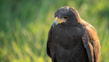 harris hawk has spotted something