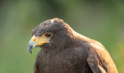hawk gets a close up