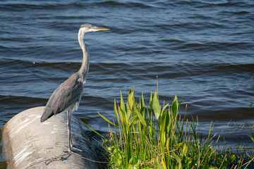 juvenile heron poses for your picture