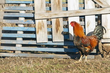 Fototapeta premium Rooster in summer on the background of wooden fence. Domestic bird