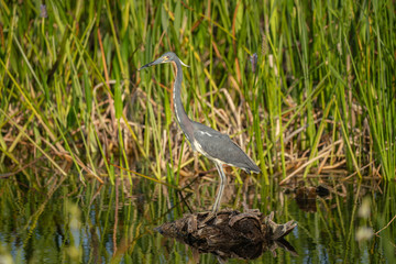 tri colored heron poses for you