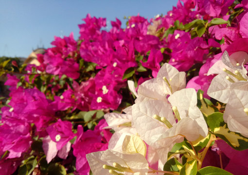 White Color Petals in Garden