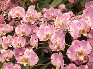 close up beautiful pink flowers in the garden