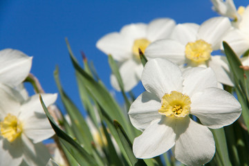 Naklejka na ściany i meble daffodils in the spring garden