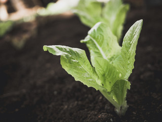 little green salad