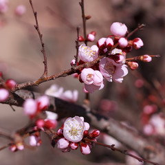 Pink apricot flowers in the spring.