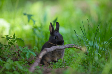 black hair hare in the green field