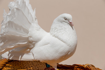 Mit Hochzeitstauben Heiraten Trauung Mit Tauben Markt De