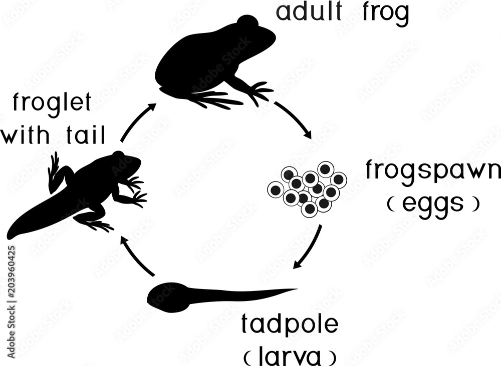 Poster life cycle of frog. sequence of stages of development of frog from egg to adult animal - Posters