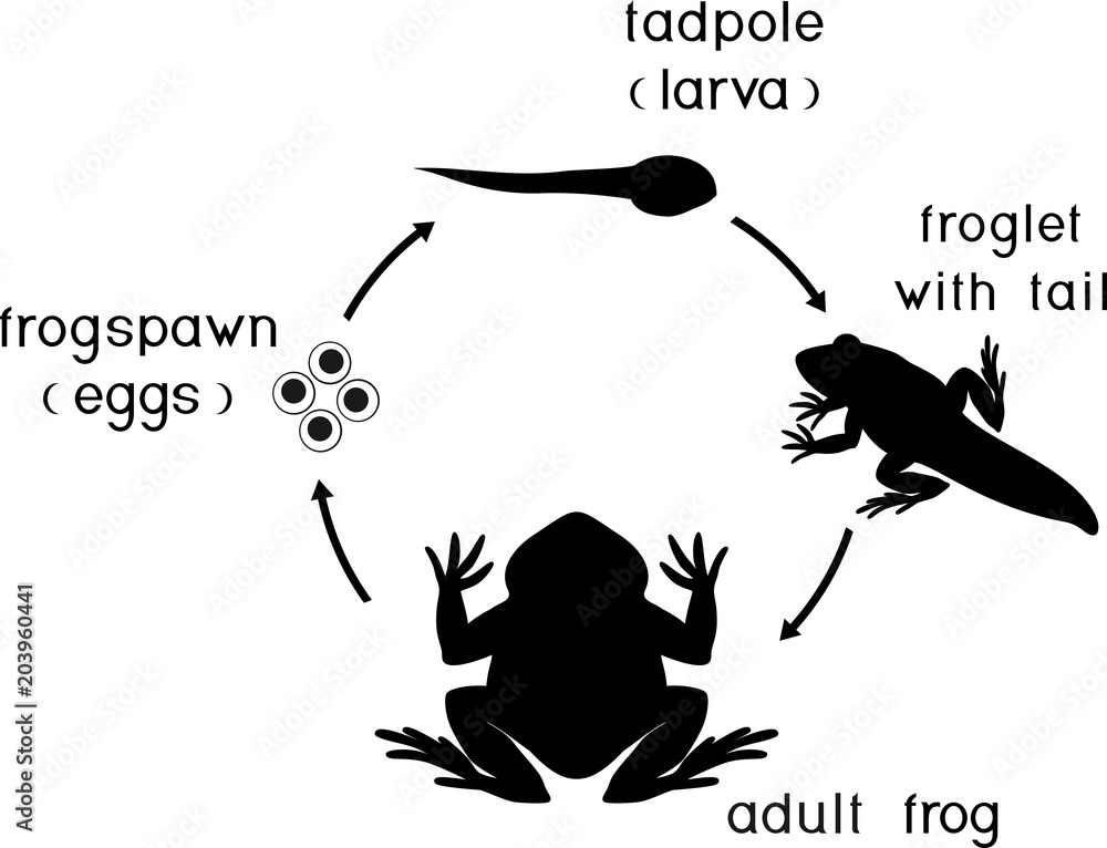 Wall mural life cycle of frog. sequence of stages of development of frog from egg to adult animal - Wall murals