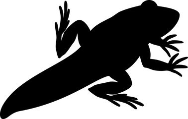 Black silhouette of young frog with tail
