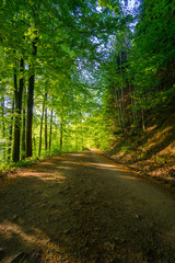 Fototapeta na wymiar Germany, Mystic green nature road through black forest nature landscape