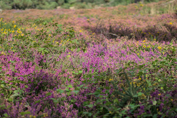 v&eacute;g&eacute;tation